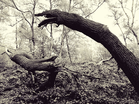 Nature's Resurrection.jpg