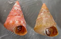 Jujubinus exasperatus