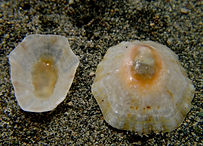 Patella caerulea