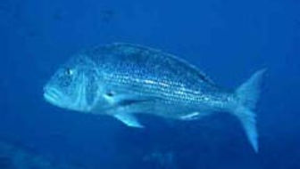 Ingredienti: 

1200 G Dentice, 

1/2 Bicchiere Vino Bianco Secco, 

2 Spicchi Aglio, 

400 G Pomodorini Ciliegino, 

2 Peperoncini Freschi, 

Prezzemolo, 

5 Cucchiai Olio D'oliva Extra-vergine



Preparazione:

Lavare il dentice, sventrarlo e privarlo delle branchie e lavatelo

Mettetelo in una pesciera, versatevi sopra il vino, l'olio e acqua sufficiente a coprirlo. Aggiungete l'aglio schiacciato, i pomodorini lavati e incisi a croce, i peperoncini e gambi di prezzemolo. Salate e portate a ebollizione, abbassate la fiamma e cuocete per 30 minuti circa. Scolate il pesce, mettetelo su un piatto da portata con le verdure, cospargetelo di prezzemolo tritato. Bagnatelo infine con un mestolo del brodo di cottura ben caldo e servitelo subito.