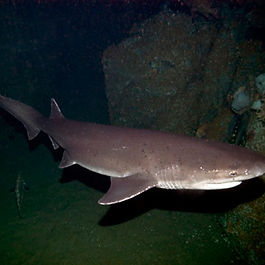 Non è molto comune, ma il suo areale è ampio attraverso le zone tropicali e temperate di tutti gli oceani, ad eccezione dell'Oceano Pacifico nordorientale