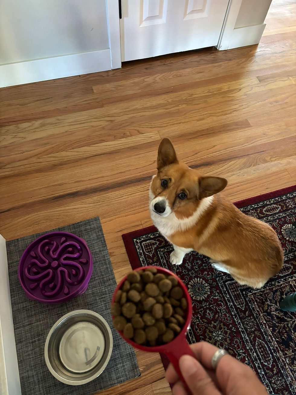 Puddin & her dinner