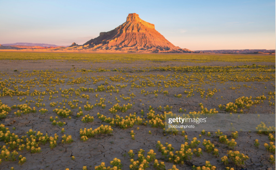 7 Best Places to See Spring Flowers in Utah