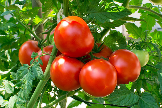 Tomatoes on the vine.jpeg