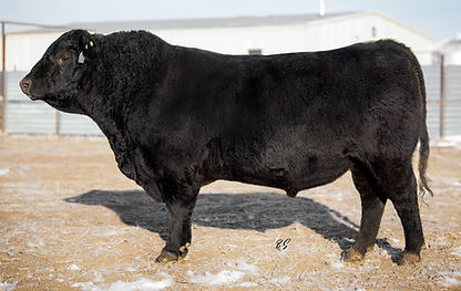 Shipwheel Confederate (1).jpg