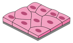Simple_squamous_epithelium.svg.png