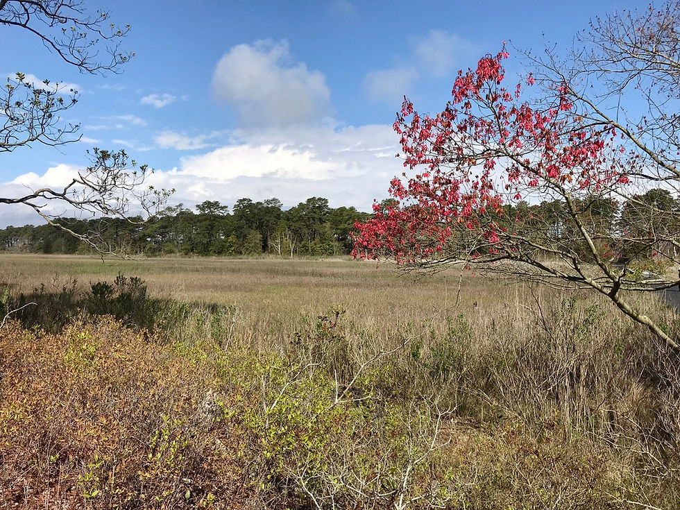 Fall grasses