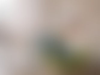 STF: La marca mexicana que innova con tecnología accesible