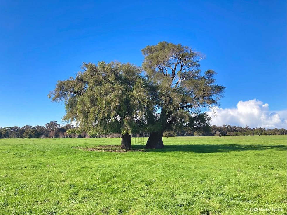 'When the Wind Blows, in Sanctuary'
