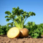 SUPER HEALTHI CROPS POTATO.jpg