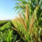 CROP AGRICULTURE .jpg