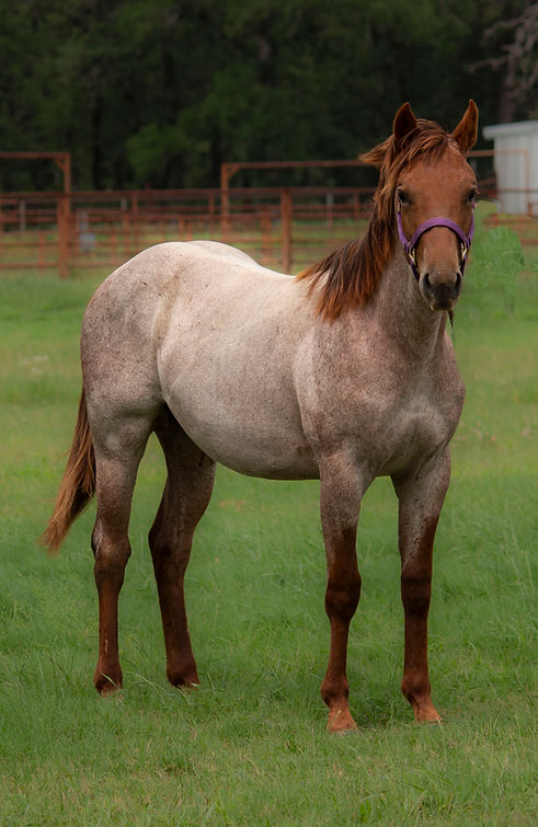 Scooter 3 quarter.jpg