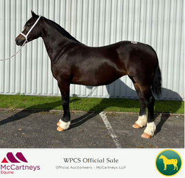 WPCS OFFICIAL SALE ENTRIES