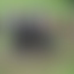 Bronze Medal for competitor driving team of Welsh Section Cs