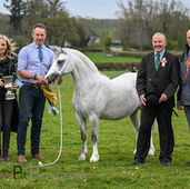 Sioe Feirch Llambed - Lampeter Stallion Show 2025