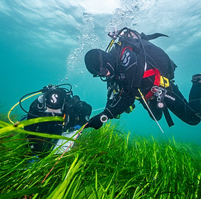 Seagrass monitoring techniques