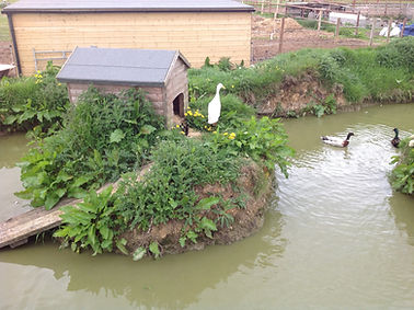 ducks on the pond