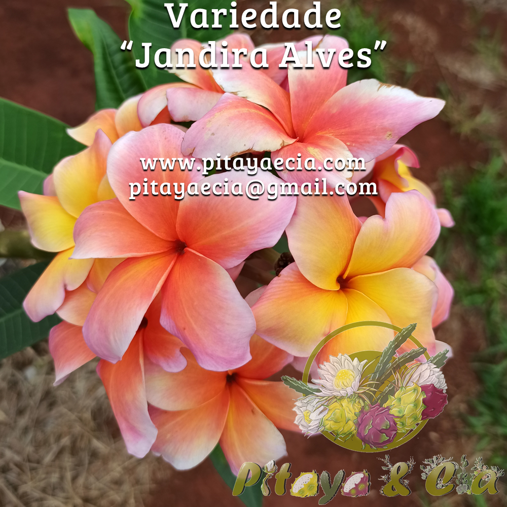 Estaca de pluméria Jandira Alves