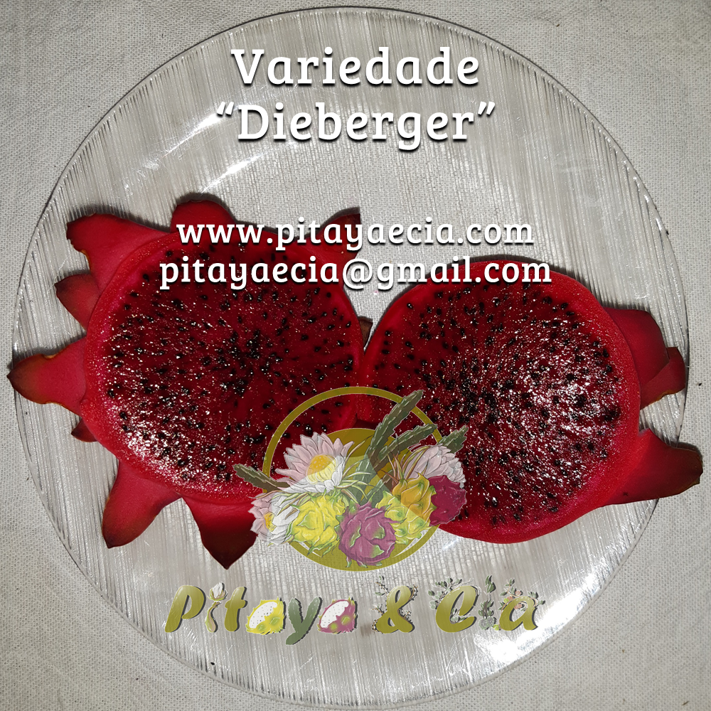 Estaca de pitaya Dieberger