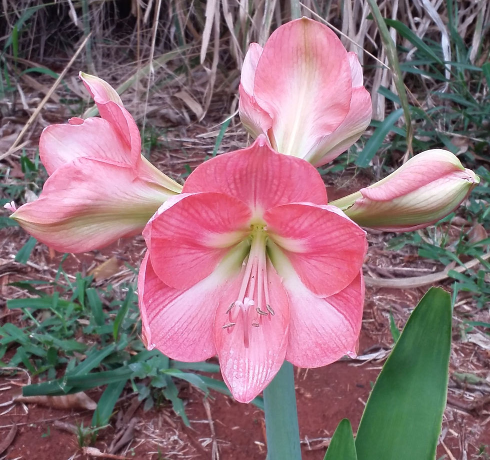 IMG-20160923-WA0001_edited