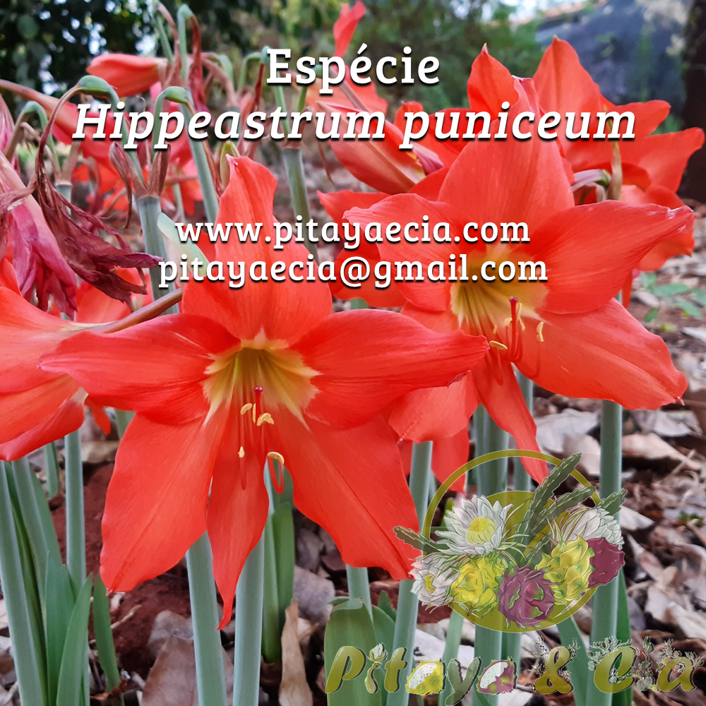 Bulbo de amarílis / açucena / hipeastro da espécie Hippeastrum puniceum