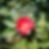 Pereskia bleo - flor