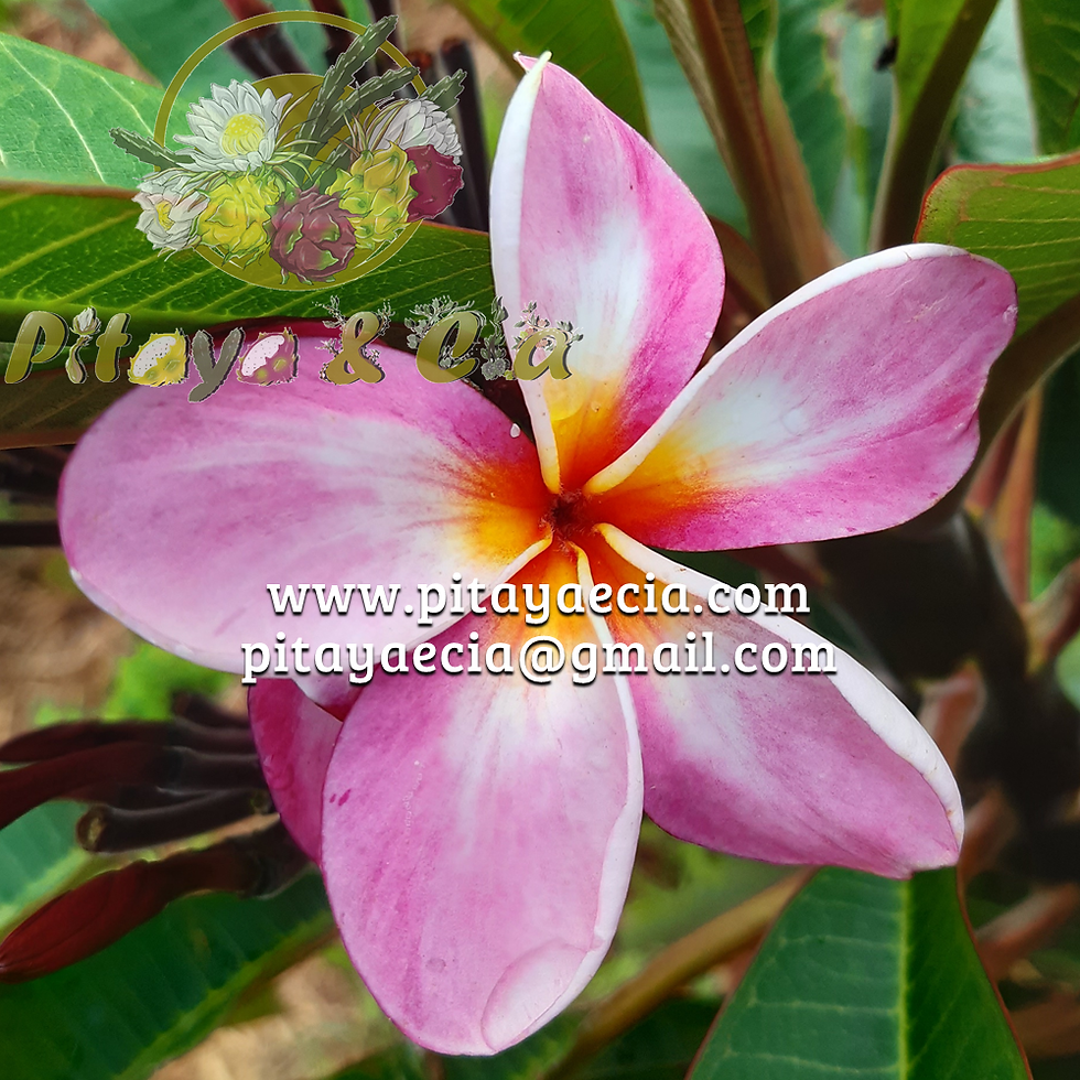 Frangipâni mesclado