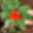 P. bleo (flor)