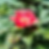 P. bleo - flor