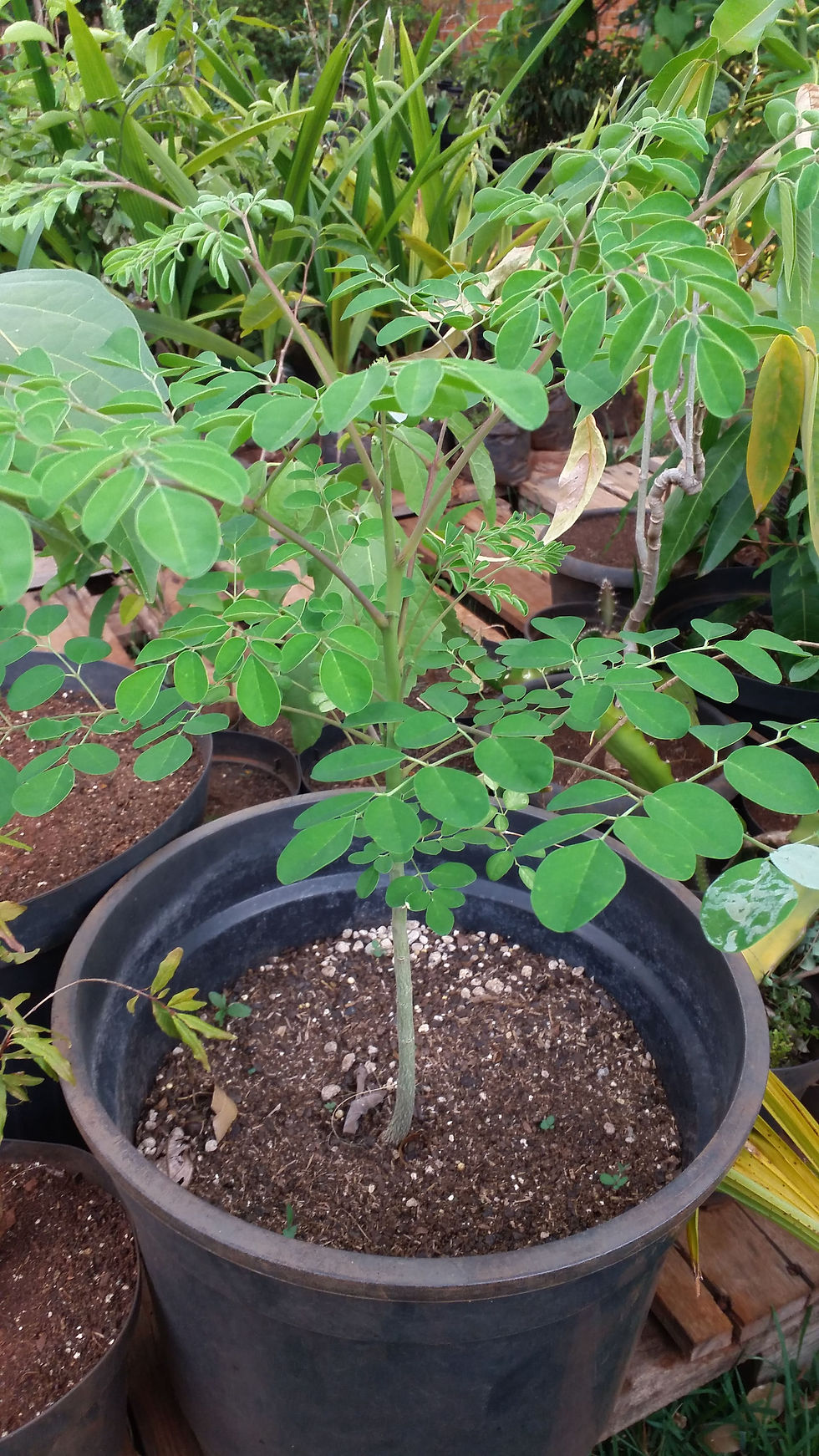 Detalhe de muda de moringa