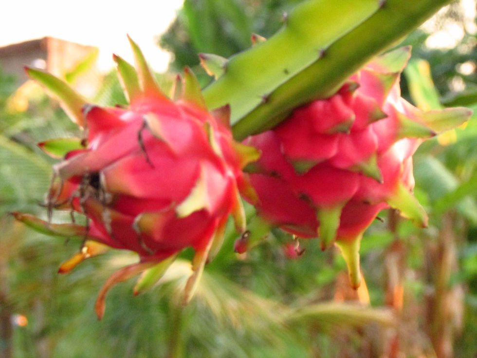 Frutos de pitaya de polpa branca