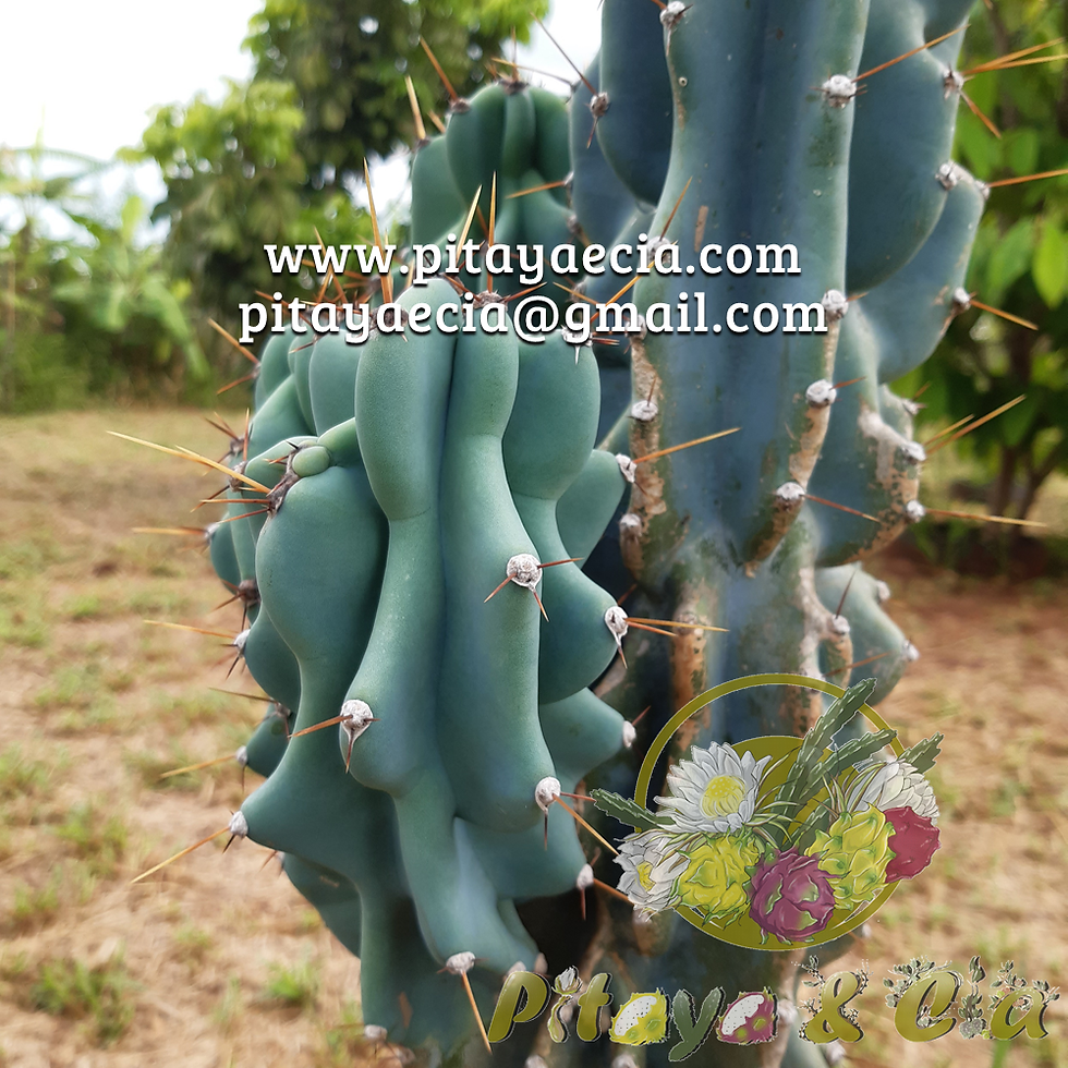 Cacto monstruoso azul