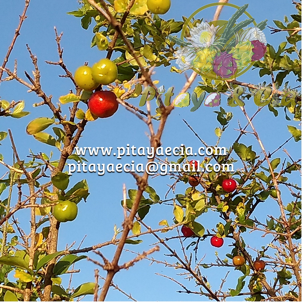 Acerola