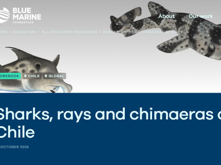 Blue Marine Foundation: Sharks, rays and chimaeras of Chile
