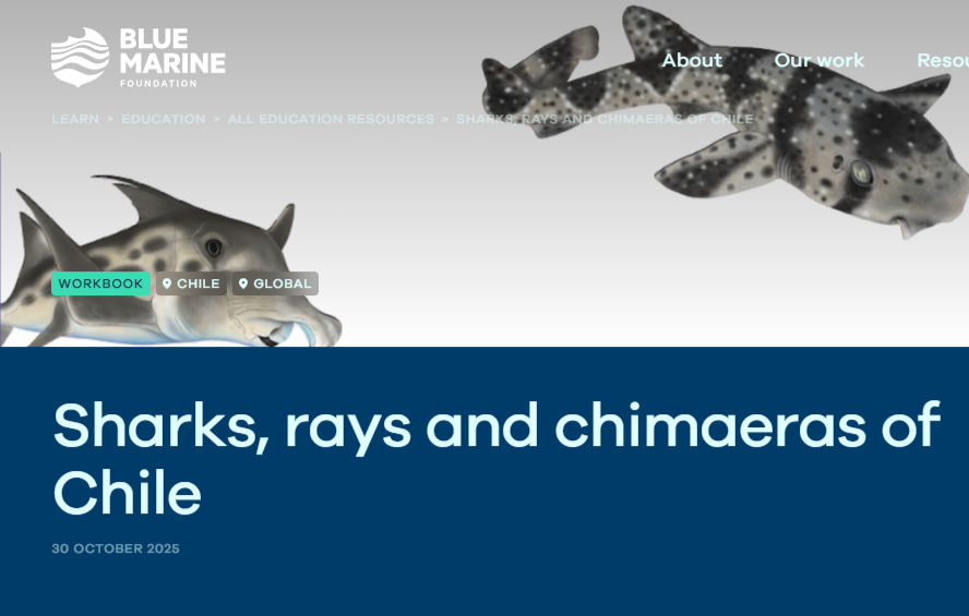 Blue Marine Foundation: Sharks, rays and chimaeras of Chile