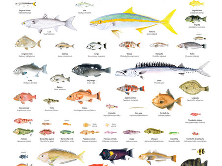 Prensa Portal Agro Chile: Peces Litorales de Chile, nuevo póster ilustra la riqueza de los peces litorales de Chile, una herramienta para la educación marina y la conservación