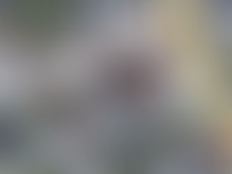 “The Ghosts of Petit Versailles” (SB-2026.01.18-L3-Result_1) Researching Archives After Paranormal Investigation