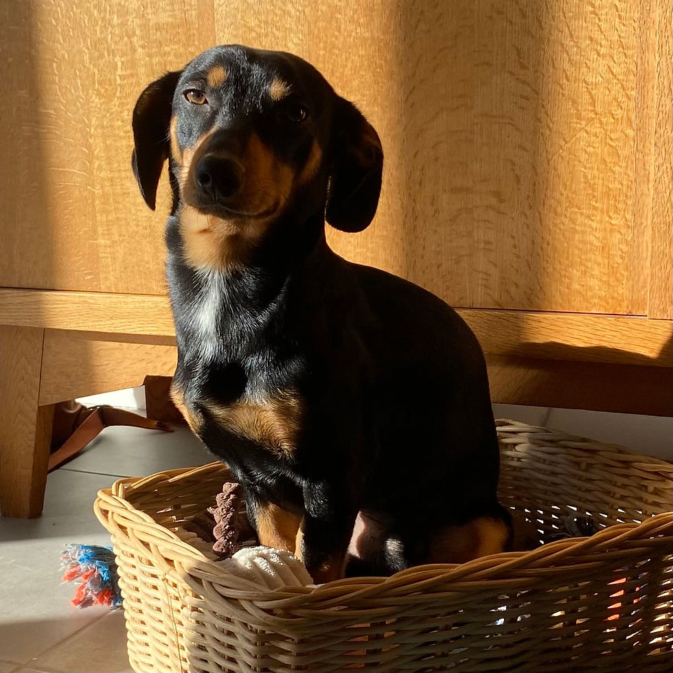 Een vriend op vier voeten