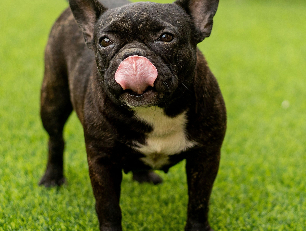 French bulldog