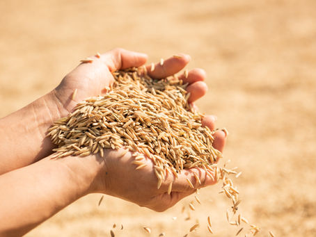 trigo nas mãos de uma pessoa