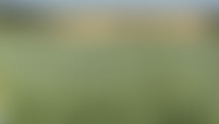 Existe cultivo de trigo transgênico no Brasil?