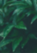 background - green leaves.jpg