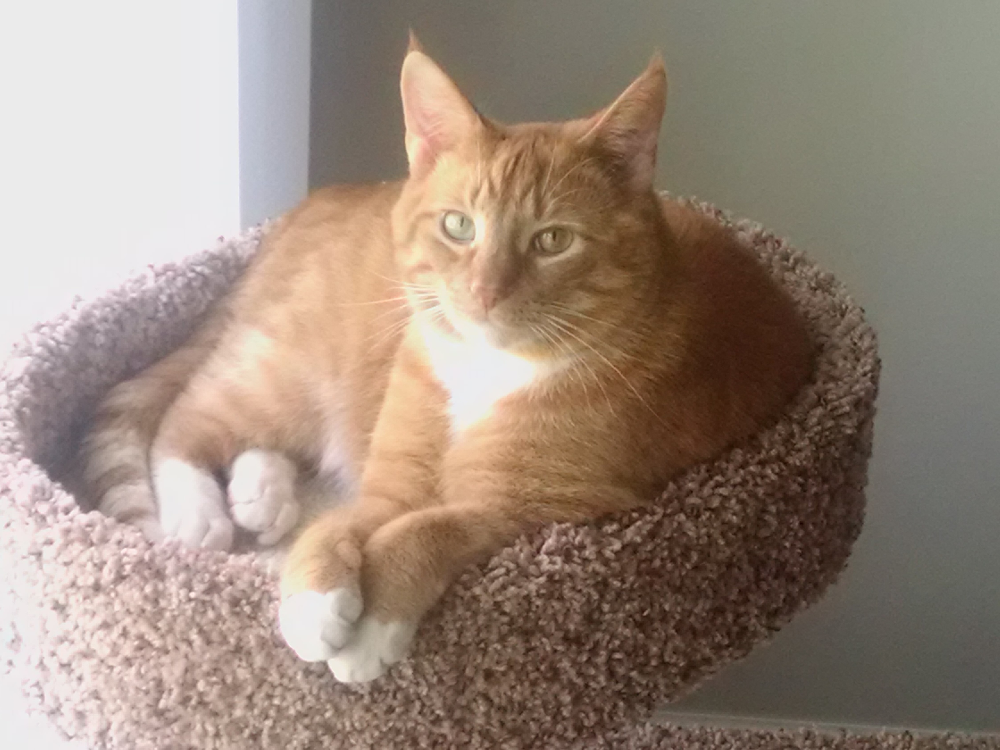 Garfield (Cruz)