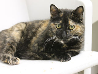 Check out Freckles- our Cat of the Week