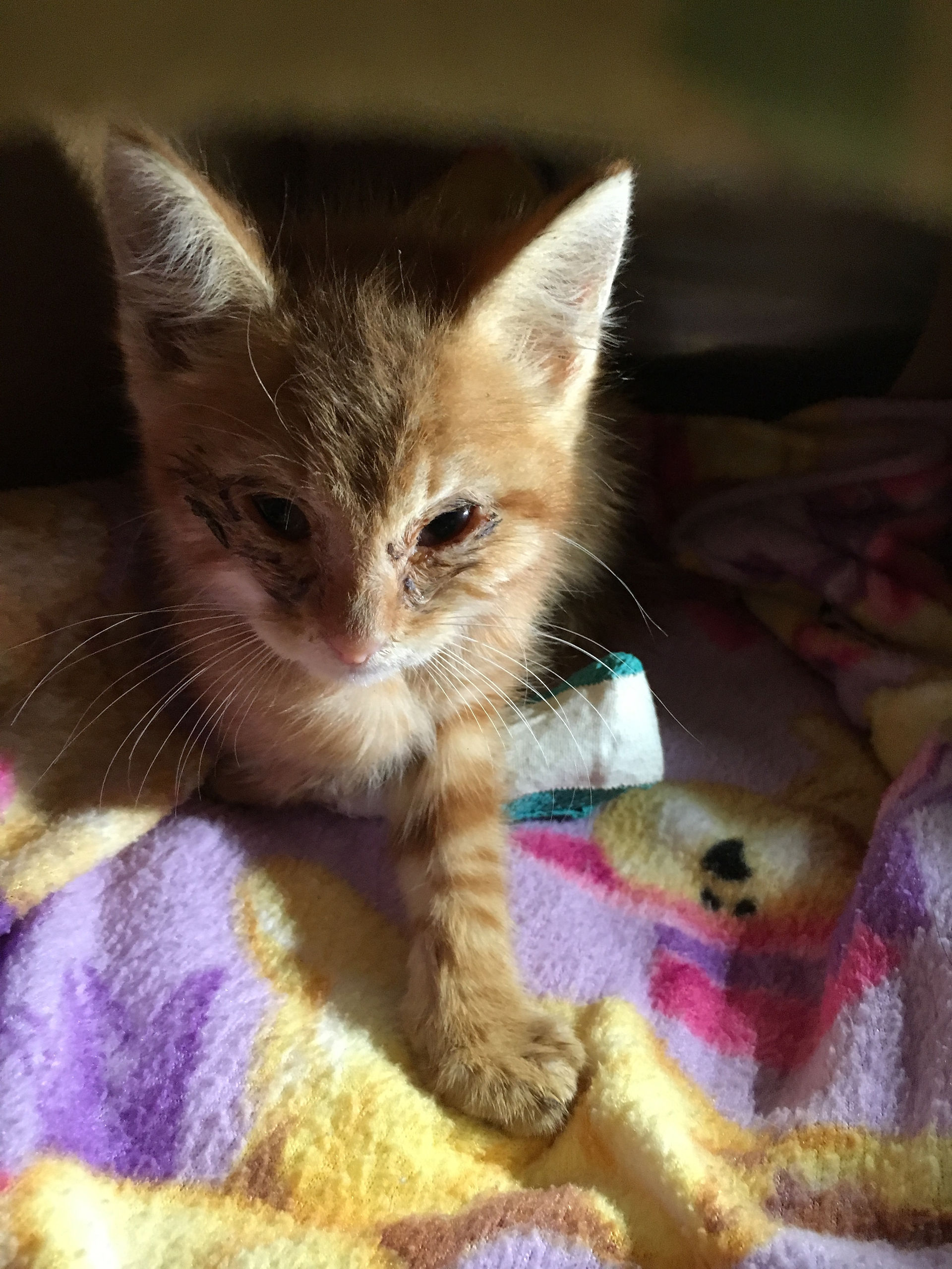 Chance 7-23-16 Intake Photo