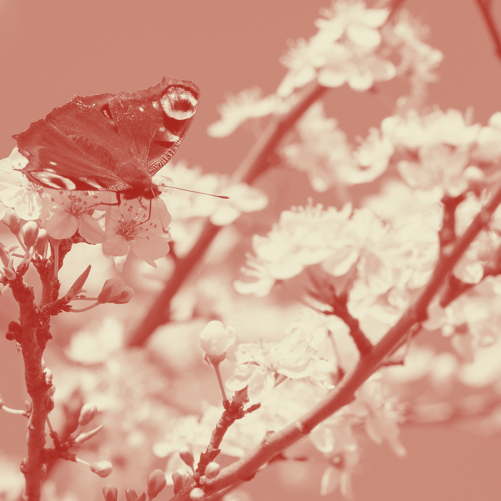 "Obscure, Iridescent", "Through the Mists of Ancient Glen" & "Tales to Remember" by Lawrence Moore