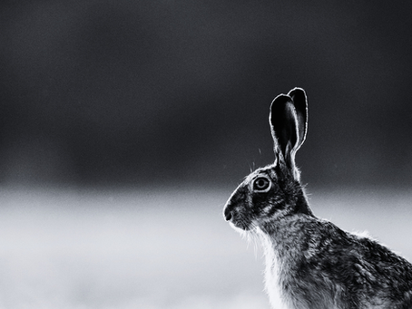 "Visions of the Hare Goddess" by Sean Flood