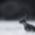 "Visions of the Hare Goddess" by Sean Flood