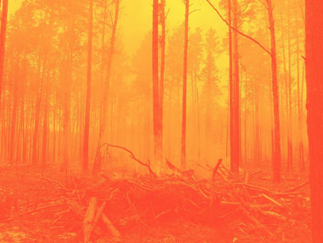 “7,000 acres of incinerated forest" & "juno, soaring" by Síofra Inessa