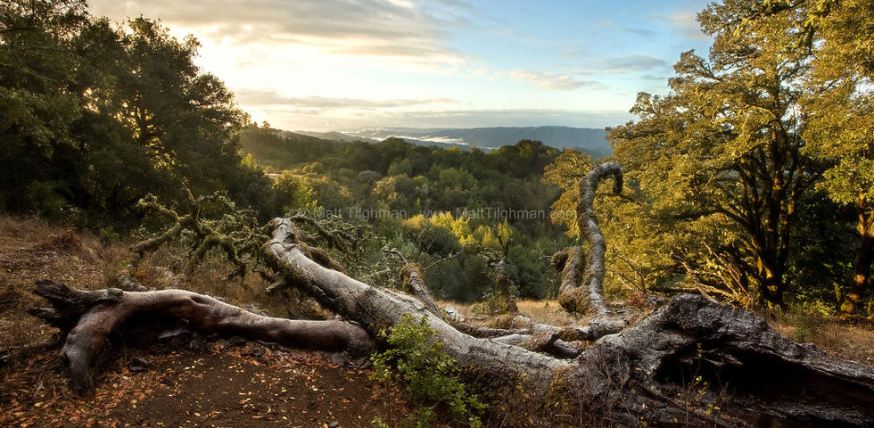 California-Forest-After-Snow-1024x502-43084451.jpg